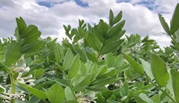 Finger on the pulse: The truth about peas, beans and other legumes